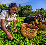 TANZANIA: VISIT OF A TEA PLANTATION