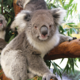 Australia, koala