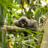 perks-thailand-monkey